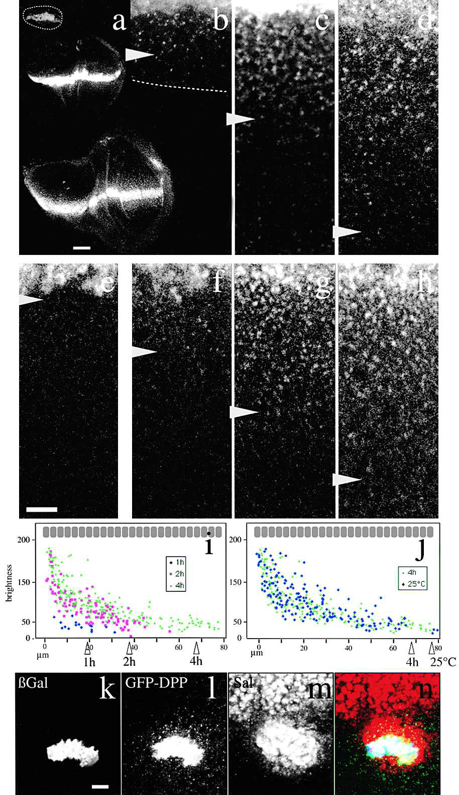 _images/MorphogenGradients_4_0.jpg