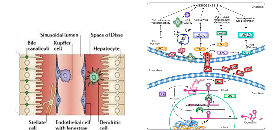 example of biological cartoon diagram