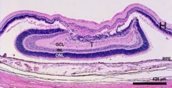 image of cells sorting during embryonic development