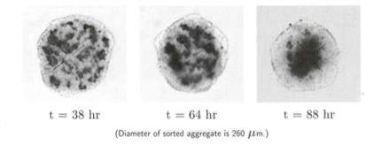 image of cells sorting during embryonic development experiments